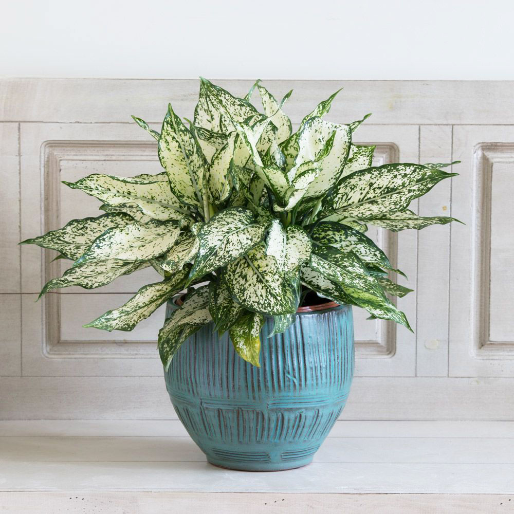 cây phong thuỷ để bàn